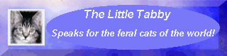 The Little Tabby