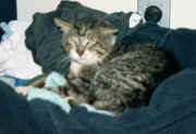 Ugly ruining the laundry again.
