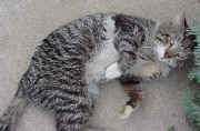 Ugly having a roll in the dirt.